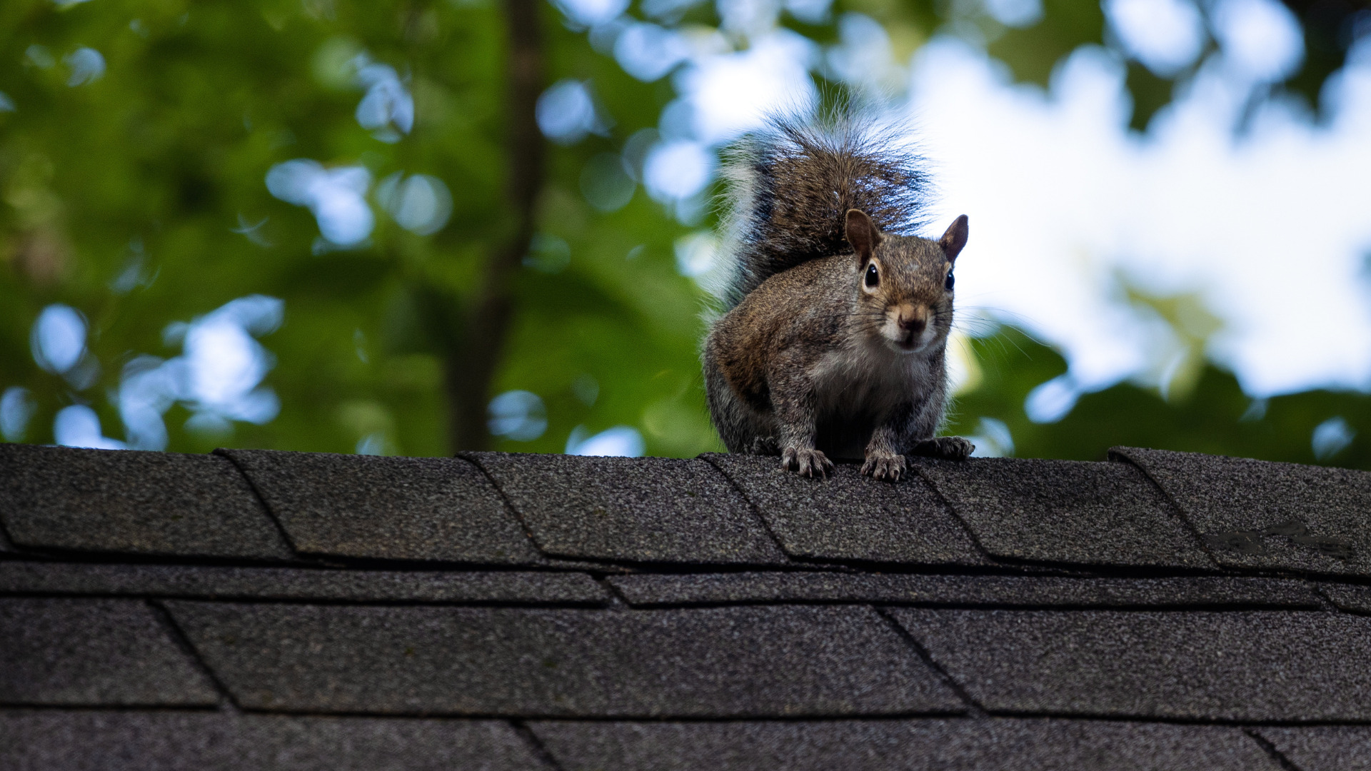 Protect you home's roof from squirrel damage with Best Choice Roofing.